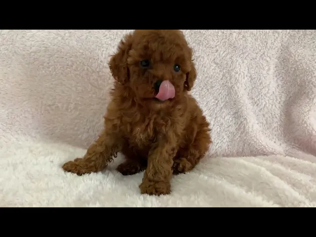 動画