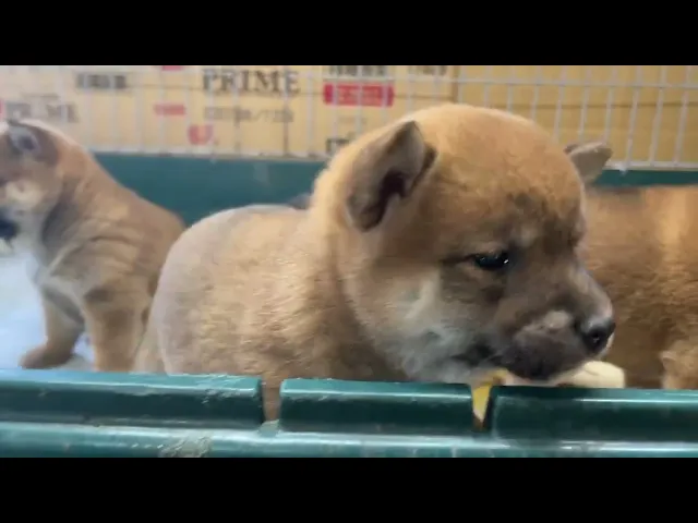 動画