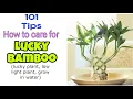 How to Care for Lucky Bamboo Plant The Ultimate Lucky Bamboo Plant Care Guide