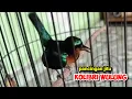 Download Lagu Kolibri wulung gacor ampuh untuk pancingan kolibri bahanmu #kolibri #kolibriwulung #kowul