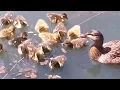 Top 10 Fish Eat Ducks