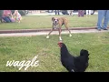 Clumsy Animals Try Not to Laugh Challenge