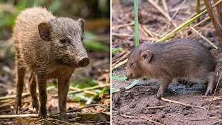 Pygmy Hog 🐗 A Tiny Wild BOAR?!