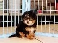 Yorkie Ton Puppies Dogs For Sale In Little Rock Arkansas AR 19Breeders Fayetteville