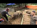 Download Lagu Moving pigs to new farm. Ex-husband found out where I live. Ly Vy Ca 