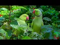 Lagu Natural Parrot Sounds Compilation