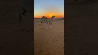 مرحبابك ياهلا 