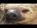 Sloth Gets Quick When Triggered Kritter Klub