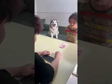 狗子：高低得帶我去澳門一趟😂#pets #萌寵 #funny #狗狗 #搞笑