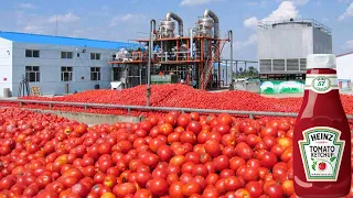Download How Tomato Ketchup Is Made | Tomato Harvesting And Processing to Ketchup | Food Factory MP3