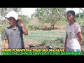 Lagu Pasangan muda petani rantau asal kediri tanam cabai dan kembangkan daun bawang pre
