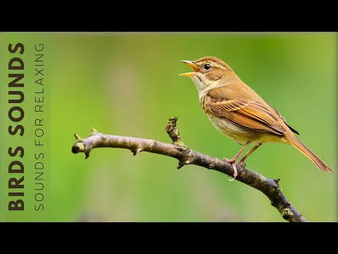 Download MP3 Singing Birds - Natural Sound, Beautiful Bird Sounds, Stress Relief \u0026 Healing Ambiance