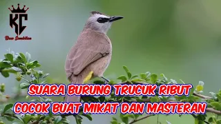 suara burung trucuk ribut buat pikat dan masteran