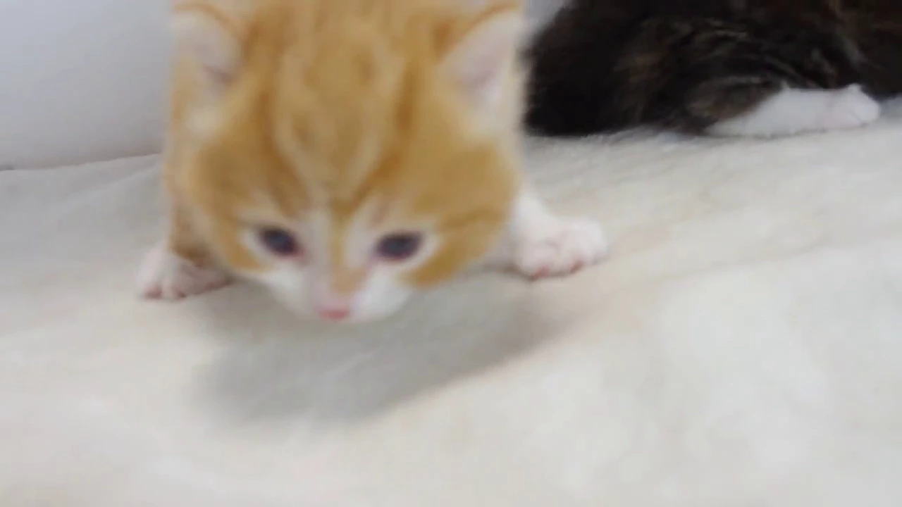 動画
