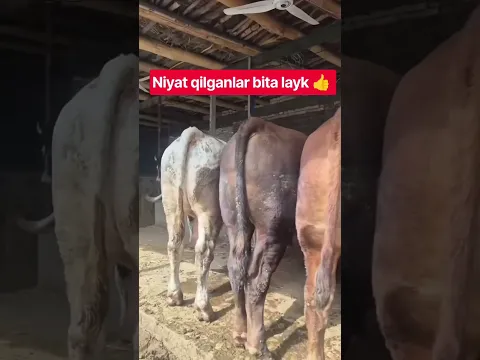 BULLS #farm #farming #animals #geremfort #anggus #avlikol #semental #galishteyin #cow #bull #buqa
