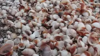 Dariush Shomali ترانه شمالى با صداى داريوش 