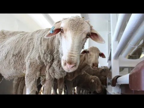 Download MP3 WA farmers protest against proposed live sheep export ban