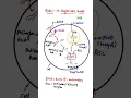Download Lagu RNA interference diagram/ RNA i in diagrammatic view #shorts #biotech