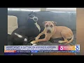 Kacey s Cause 4 Paws Adopt Wyatt Dutton
