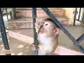 Download Lagu Does everyone still remember the lovely Monkey Kaka?