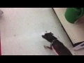 Trip to Tractor Supply - With the Dog