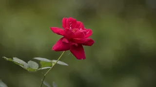 Download My Rose • Music Piano Relaxation MP3