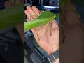 gigantic insects