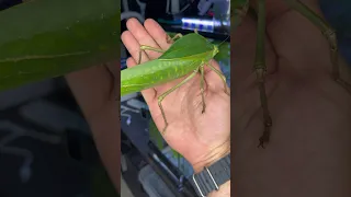 gigantic insects