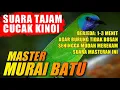 Download Lagu BURUNG MASTER MURAI BATU 🔴 SUARA CUCAK KINOI berjeda 1-3 menit