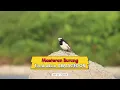 Download Lagu Masteran Burung Tembakan armagedon #masteranburung #kicaumania