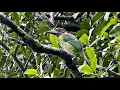 Download Lagu Suara Burung Takur Bututut (Brown-Throated Barbet)