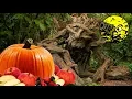 Mabon The Autumnal Equinox