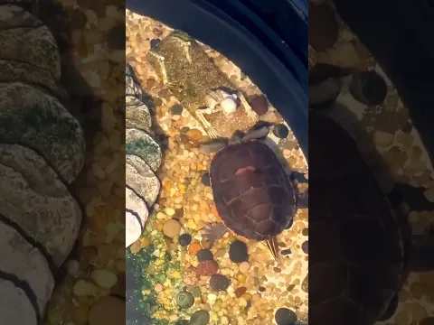 mi tortuga esta un poco extraña