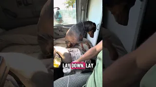 Nap time .. #fyp #dream #doberman #pets #youtube