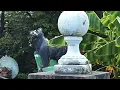 hey, nothing - Black Bear (Official Lyric Video)