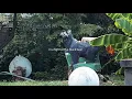 Download Lagu hey, nothing - Black Bear (Official Lyric Video)