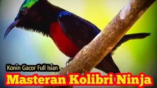 Download Masteran Kolibri Ninja Full Isian | Konin Gacor (TERBARU) MP3