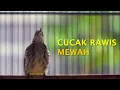 Download Lagu CUCAK RAWIS GACOR SOREE HARI