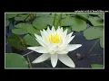 Download Lagu Quran - Abdul Wadood Haneef - Surah 015 - Al-Hijr (TheRockyTract)