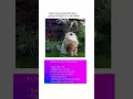 Download Lagu #nirvana #grunge #music #cat #daliymemes #funnypictures #funny #memeclip #funnymemes #memehub