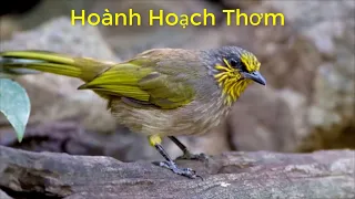 ti ng chim ho nh ho ch th m m i h t chu n mp3 hay nh t