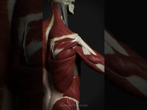 Peeling Back the Shoulder: Deep Rotation #anatomystandard #shoulderanatomy #rotatorcuff