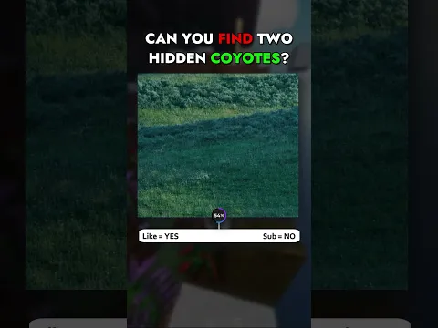 Can You Find Two Hidden Coyotes ? #Shorts