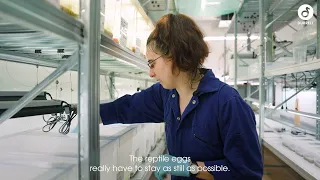 Preparing for our next lesser night gecko translocation