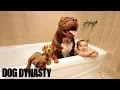 Giant Pit Bull Hulk s 500 000 Puppy Litter DOG DYNASTY