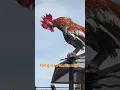 Download Lagu Ayam jantan berkokok panjang yang menakjubkan