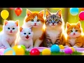 Download Lagu ANAK KUCING MEONG MEONG || KUCING KESAYANGAN || LAGU KUCING MEONG #kucing #cat #kitten