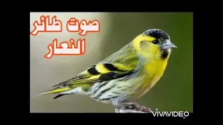 صوت النعار احمد اعسيلي 