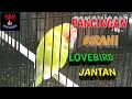 Download Lagu Pancingan Lovebird Jantan Birahi