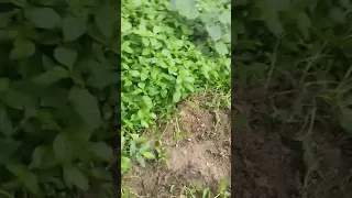                     دندنها